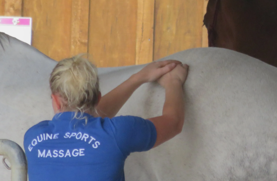Animal Sports therapy and massage