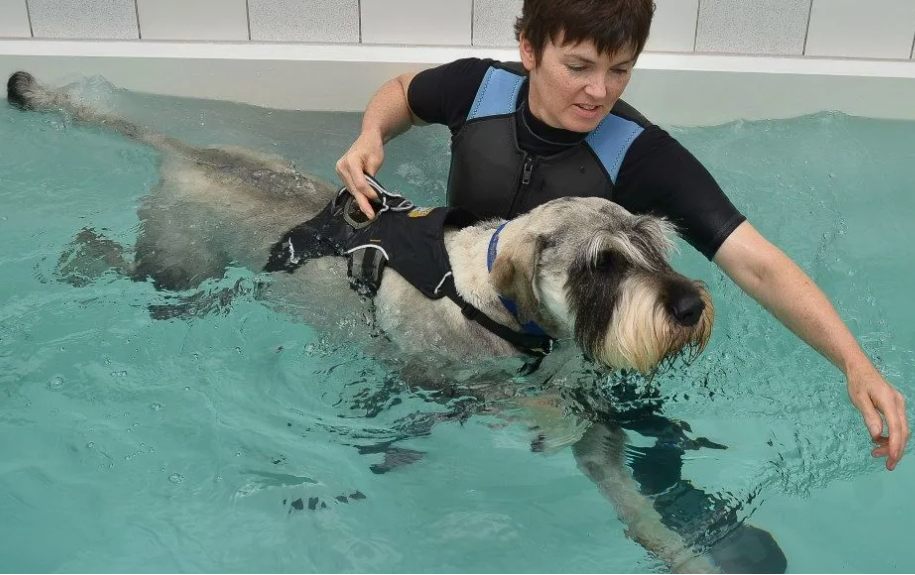 Small Animal Hydrotherapy