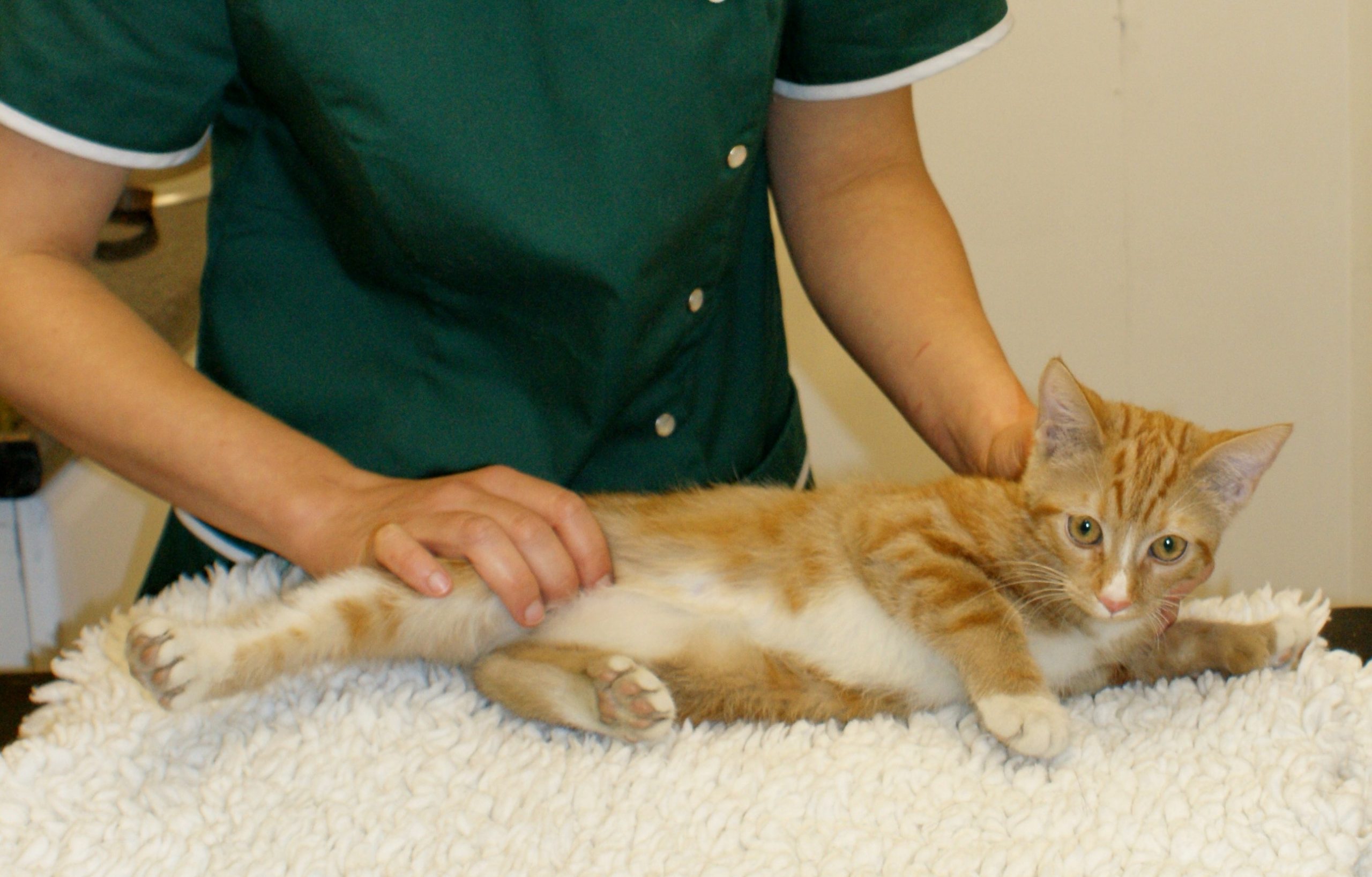 Animal/Veterinary Physiotherapy
